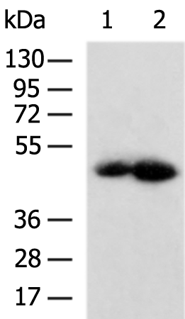 Rabbit Polyclonal Antibody to IL13RA1