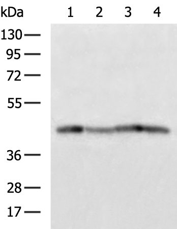 Rabbit Polyclonal Antibody to IL18BP