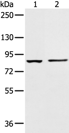 Rabbit Polyclonal Antibody to AAK1