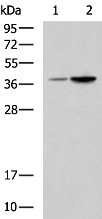 Rabbit Polyclonal Antibody to ADORA3