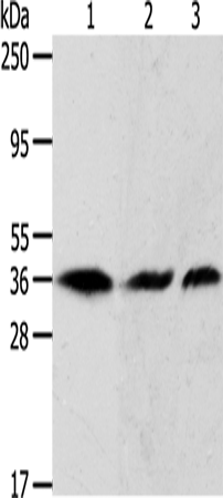 Rabbit Polyclonal Antibody to APEX1