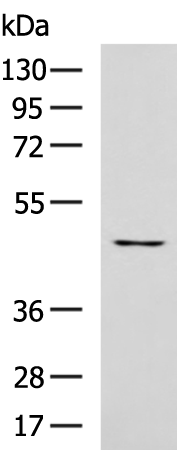 Rabbit Polyclonal Antibody to ANGPTL3