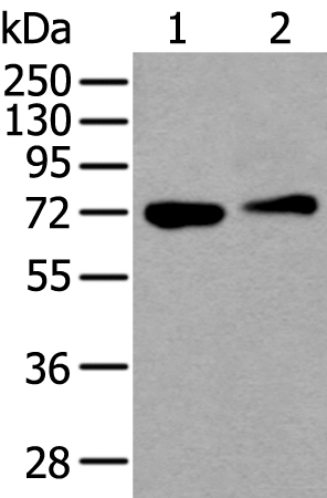 Rabbit Polyclonal Antibody to ANGPT1