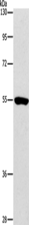 Rabbit Polyclonal Antibody to ANGPT2