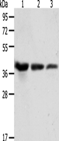 Rabbit Polyclonal Antibody to ANXA1