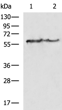 Rabbit Polyclonal Antibody to KRT6A
