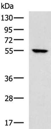 Rabbit Polyclonal Antibody to KRT81