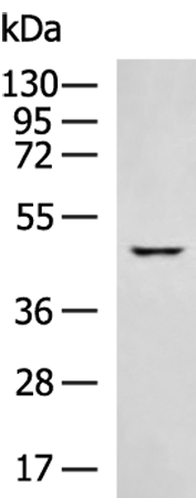 Rabbit Polyclonal Antibody to KRT23