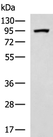 Rabbit Polyclonal Antibody to MUC15