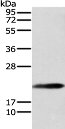 Rabbit Polyclonal Antibody to RAP1A