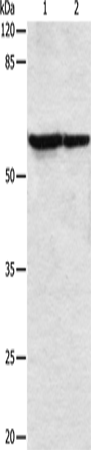 Rabbit Polyclonal Antibody to VIM