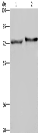 Rabbit Polyclonal Antibody to TRIM29