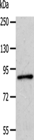 Rabbit Polyclonal Antibody to APPL1