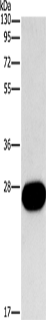 Rabbit Polyclonal Antibody to FGF9