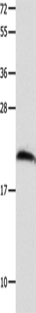 Rabbit Polyclonal Antibody to FGF12
