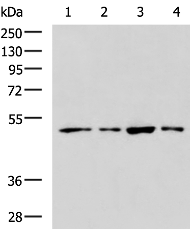 Rabbit Polyclonal Antibody to BMP4