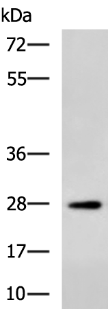 Rabbit Polyclonal Antibody to BTG3