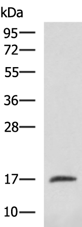 Rabbit Polyclonal Antibody to BTG2