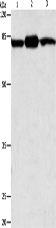 Rabbit Polyclonal Antibody to CAPN2
