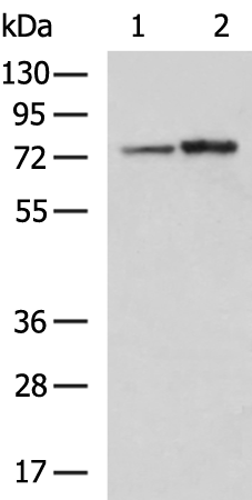 Rabbit Polyclonal Antibody to CAPN6