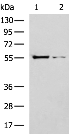 Rabbit Polyclonal Antibody to CAP1