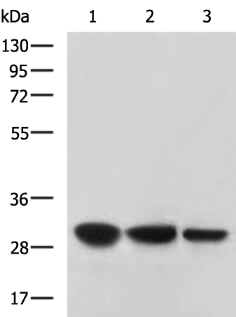 Rabbit Polyclonal Antibody to CA3