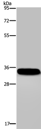 Rabbit Polyclonal Antibody to CA4