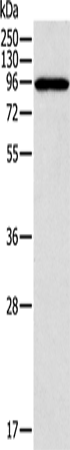 Rabbit Polyclonal Antibody to CTNNA1