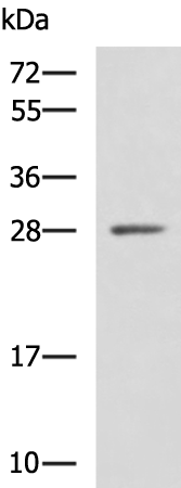 Rabbit Polyclonal Antibody to CTSG