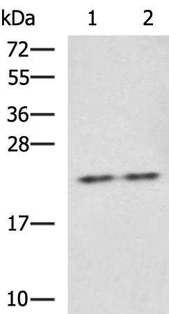 Rabbit Polyclonal Antibody to CBX5