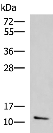 Rabbit Polyclonal Antibody to CCL13