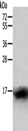 Rabbit Polyclonal Antibody to CCL24