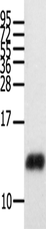 Rabbit Polyclonal Antibody to CCL28