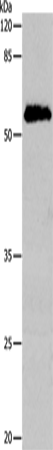 Rabbit Polyclonal Antibody to CDC20