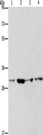 Rabbit Polyclonal Antibody to CDK2