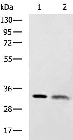 Rabbit Polyclonal Antibody to CDK5