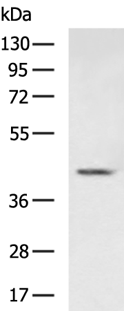 Rabbit Polyclonal Antibody to CDK10