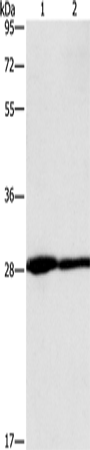 Rabbit Polyclonal Antibody to CEACAM3