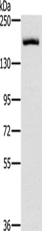 Rabbit Polyclonal Antibody to ERBB4