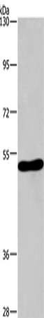 Rabbit Polyclonal Antibody to CHRM1