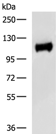Rabbit Polyclonal Antibody to CLCA4