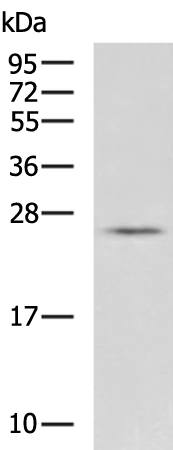 Rabbit Polyclonal Antibody to CLEC4D