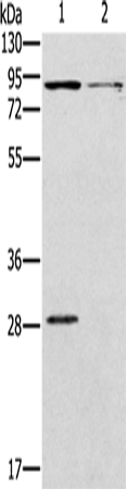 Rabbit Polyclonal Antibody to CNGA3