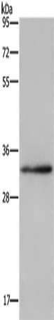 Rabbit Polyclonal Antibody to CLDN23
