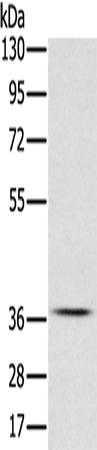 Rabbit Polyclonal Antibody to CREB1