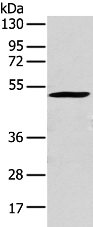 Rabbit Polyclonal Antibody to CRTAM