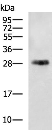 Rabbit Polyclonal Antibody to CD151