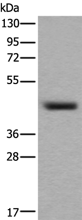 Rabbit Polyclonal Antibody to GJA1