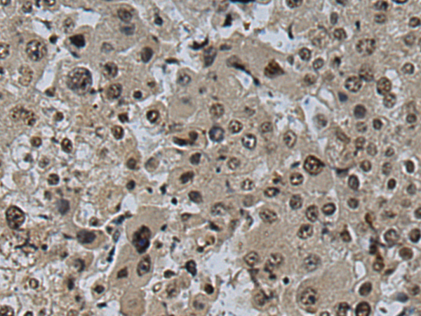 Rabbit Polyclonal Antibody to CCNC
