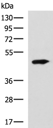 Rabbit Polyclonal Antibody to CCNJ